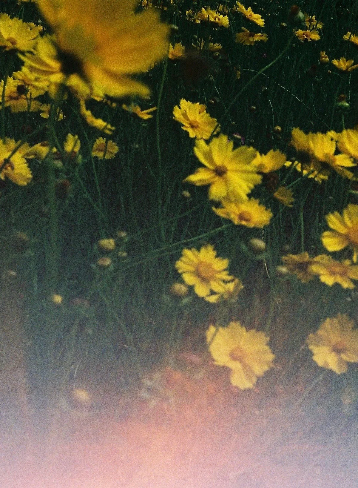 Pause, 6ml - Abel - Image 3