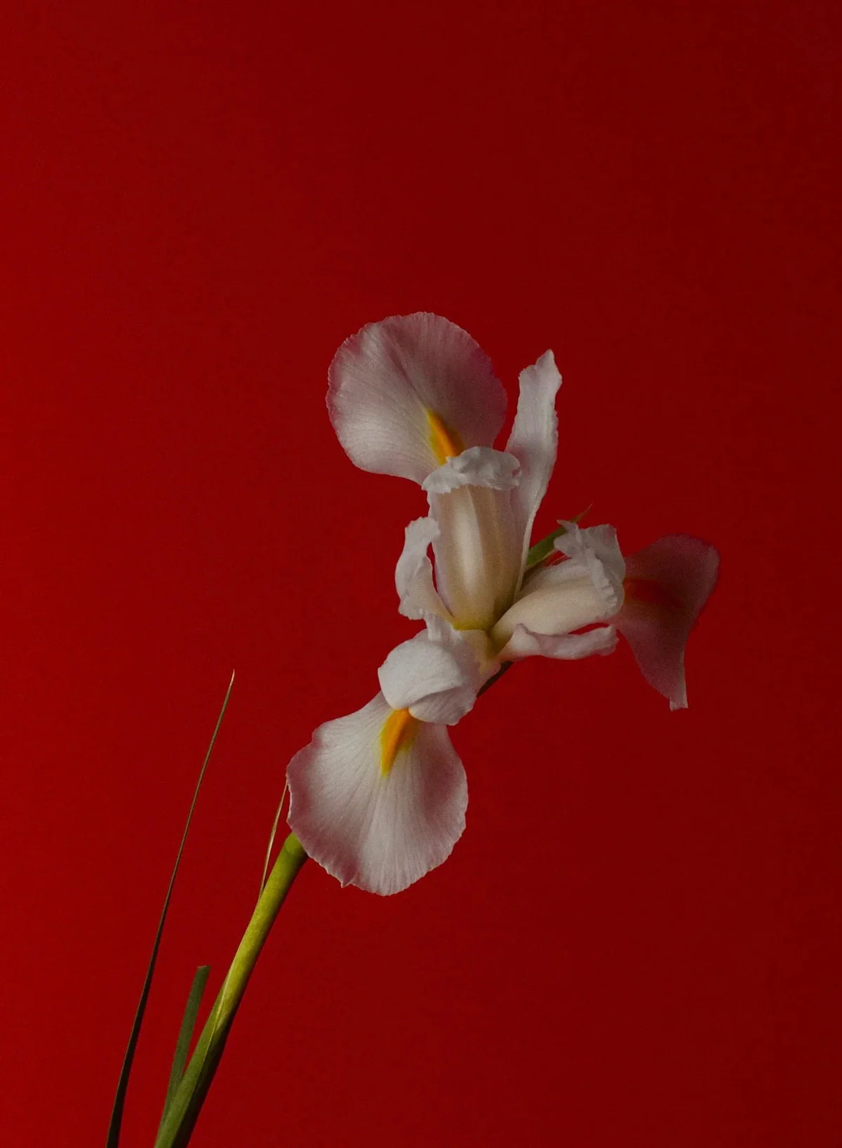 Pink Iris, 6ml - Abel - Image 2